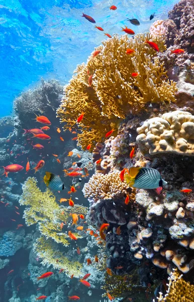 Коралловая сцена - панорама — стоковое фото