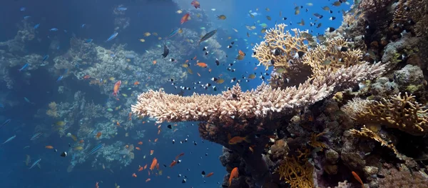 Korall jelenet - panoráma — Stock Fotó