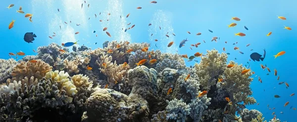 サンゴのシーン - パノラマ — ストック写真