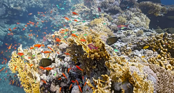 Коралловая сцена - панорама — стоковое фото