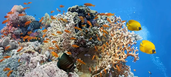 Koral scena - panorama — Zdjęcie stockowe