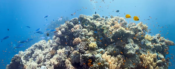 Coral scene - panorama — Stock Photo, Image