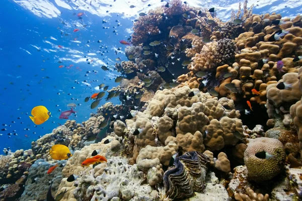 Сцена с кораллами на рифе — стоковое фото