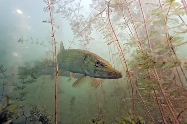 Pike in the lake — Stock Photo, Image