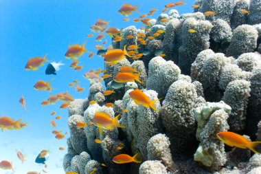 Coral reef scene clipart