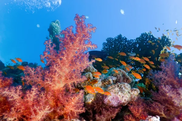 Récif corallien scène avec anthias poisson — Photo