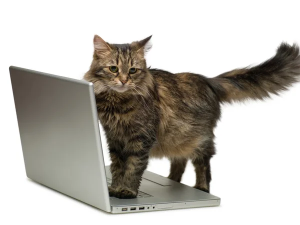 Gatto e un computer — Foto Stock