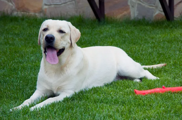 Собака, лежащая на траве — стоковое фото