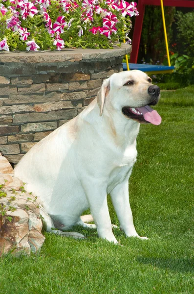 Собака сидит на траве — стоковое фото
