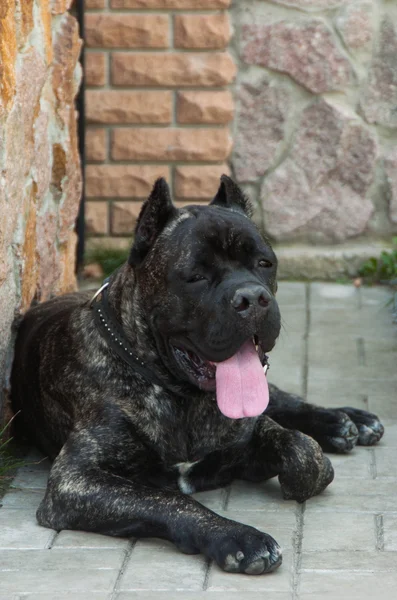 斑点を付けられたコート色の犬 — ストック写真