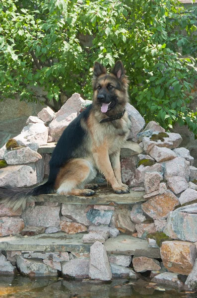 German shepherd dog — Stock Photo, Image