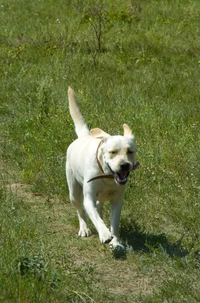 สุนัขวิ่ง — ภาพถ่ายสต็อก