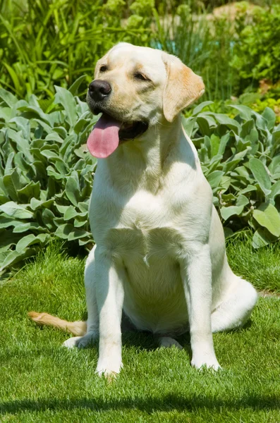 Dog sitting on the grass — Stock Photo, Image
