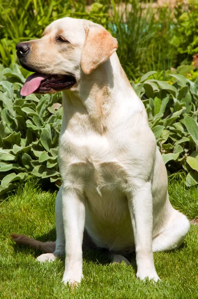 Perro sentado en la hierba —  Fotos de Stock