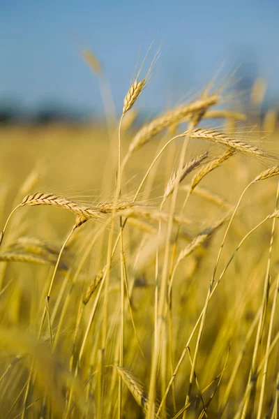 stock image Ears of wheat on the field in the foreground