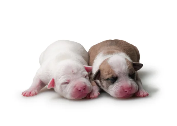 Δύο μικρά σκυλάκια — Φωτογραφία Αρχείου