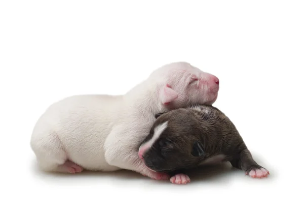 Δύο μικρά σκυλάκια — Φωτογραφία Αρχείου