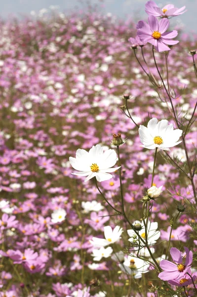 Campo de flores cosmos selvagens — Fotografia de Stock