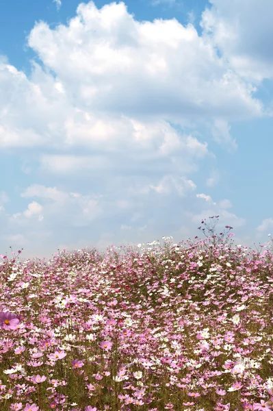 野生のコスモス畑fält av blommor för vilda kosmos — Stockfoto