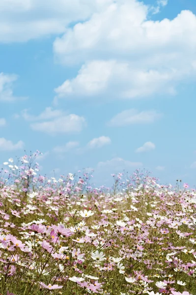 野生のコスモス畑fält av blommor för vilda kosmos — Stockfoto