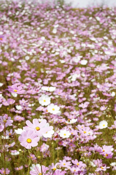 Pole kwiatów dzikiego kosmos — Zdjęcie stockowe