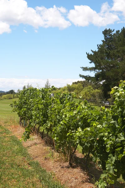 Uvas de maduración en el viñedo — Foto de Stock