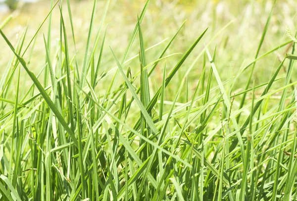 stock image Green grass close-up