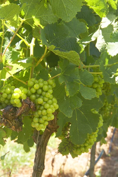 Rijping van druiven in de wijngaard — Stockfoto