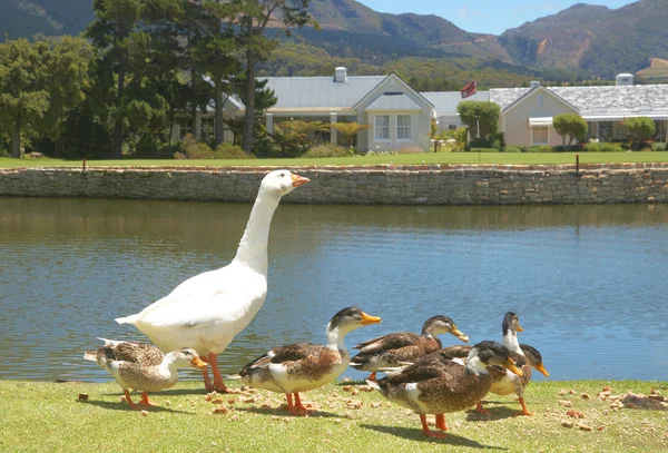 stock image Group of ducks and goose