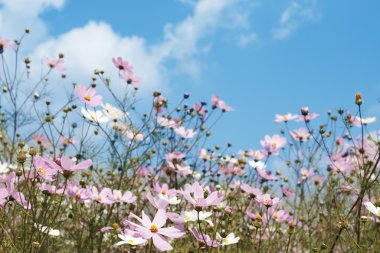 vahşi cosmos çiçek alan