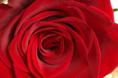 Dark red rose macro clipart