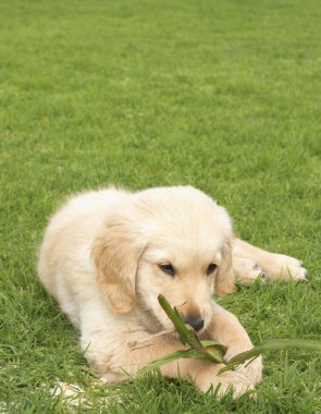 küçük golden retriever yavru