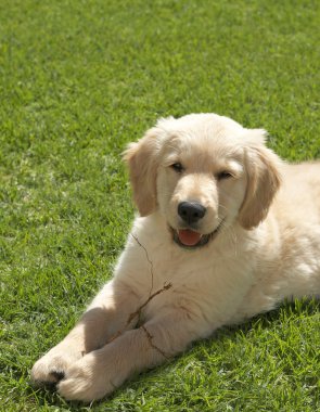 küçük golden retriever yavru