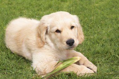 küçük golden retriever yavru