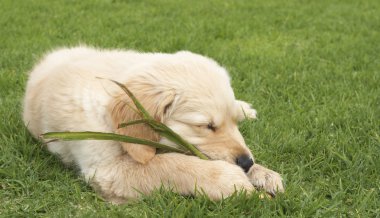 küçük golden retriever yavru