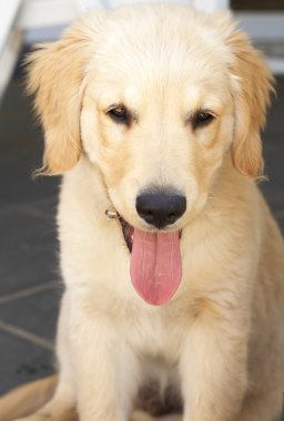 küçük golden retriever yavru