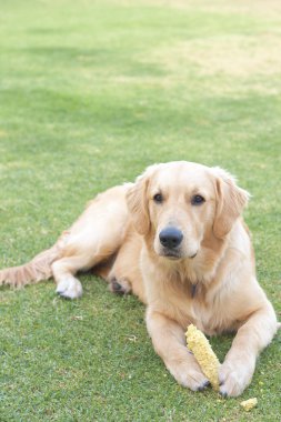 Golden retriever puppy clipart