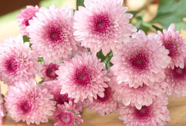 Beautiful pink flowers clipart