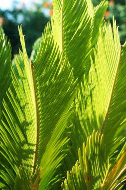 güzel yeşil cycas revoluta