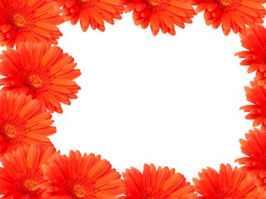 beyaz üzerine kırmızı gerber daisies