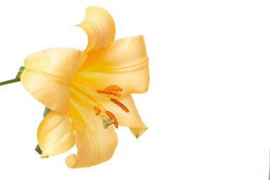 Beautiful yellow tiger lilly on white clipart