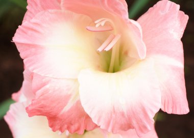 Pink and white gladiolus clipart