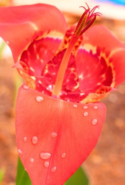 Pink Tigridia pavonia clipart