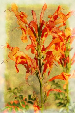 Leonotis çiçekler (yıldızı vahşi Dagga)