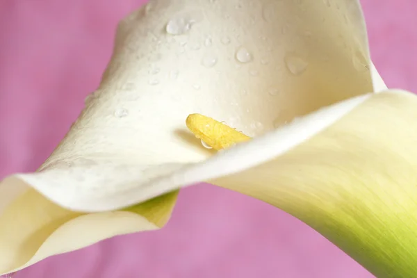 Vackra MISSNE lilly på pink — Stockfoto