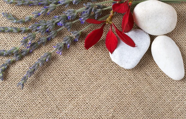 Beautiful lavender and pebbles — Stock Photo, Image