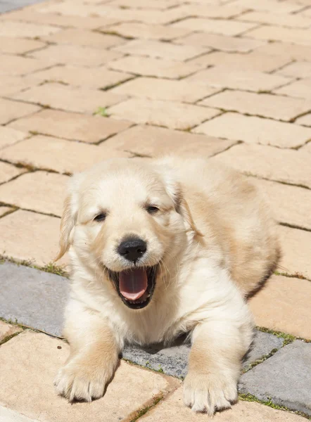 Piccolo cucciolo golden retriever — Foto Stock