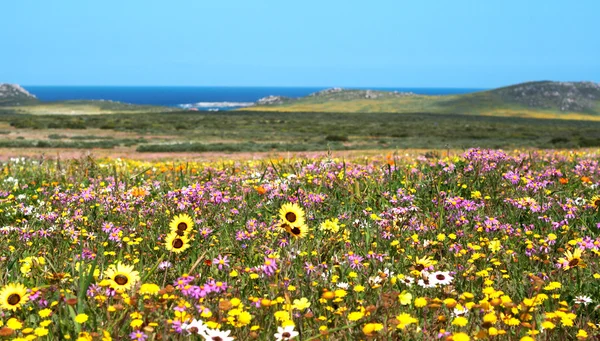 Field of colorful wild flowers