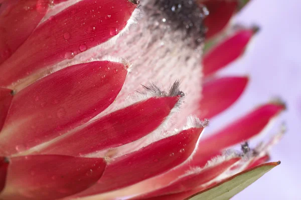 stock image Pink protea macro