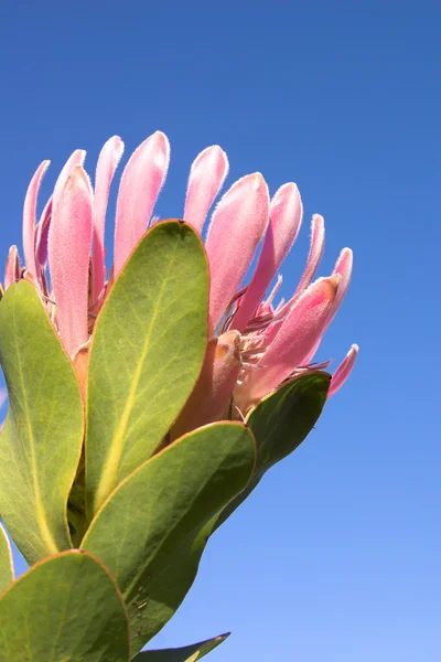 stock image Protea